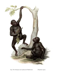 Chimpanzé, 1860
